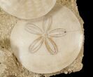Beautiful Pair Of Fossil Sand Dollars - France #17227-2